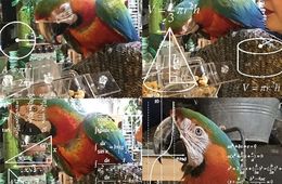 Parrots are not stochastic and neither are you