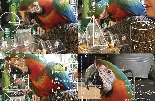Collage of parrots and mathematical formulas by Arikia Millikan